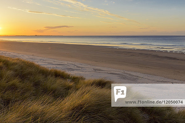 Die Sonne spiegelt sich auf dem Dünengras am Strand bei Sonnenaufgang in Bamburght über der Nordsee in Northumberland  England  Vereinigtes Königreich