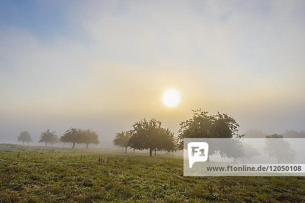 Countryside with apple trees in fields and the sun glowing through the morning mist in Grossheubach in Bavaria Germany