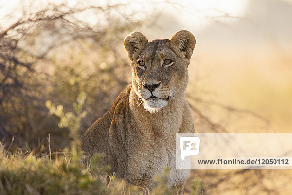 Porträt einer afrikanischen Löwin (Panthera leo)  die im Dickicht des Okavango-Deltas in Botsuana  Afrika  sitzt