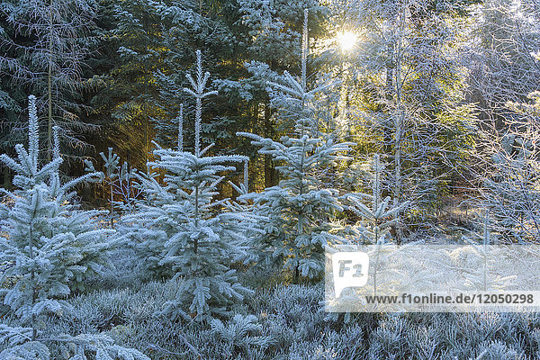 Coniferous forest with hoarfrost and sun shining through the trees in the Odenwald hills in Bavaria Germany