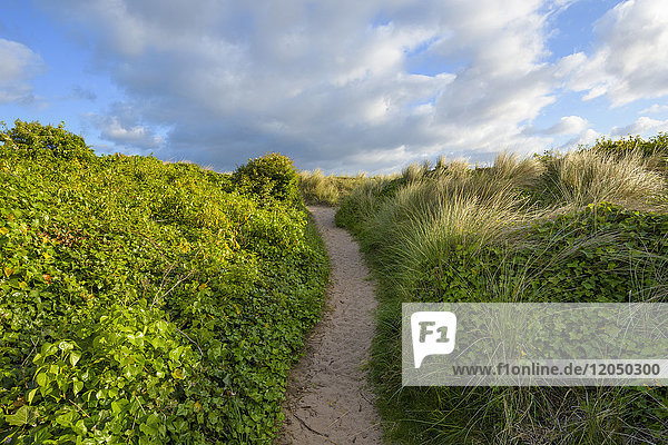 Mit Efeupflanzen gesäumter Weg neben den Sanddünen in Bamburgh in Northumberland  England  Vereinigtes Königreich