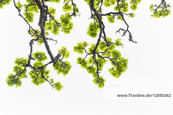Nahaufnahme eines Ahornbaumzweigs mit frischen Blättern im Frühling auf der Isle of Skye  Schottland  Vereinigtes Königreich