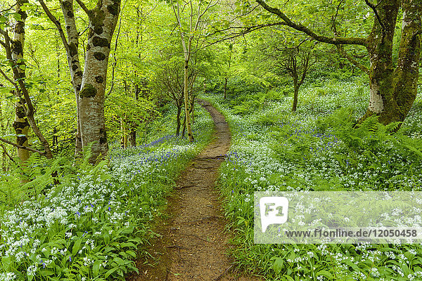 Pathway through spring forest with bear's garlic and bluebells near Armadale on the Isle of Skye in Scotland  United Kingdom