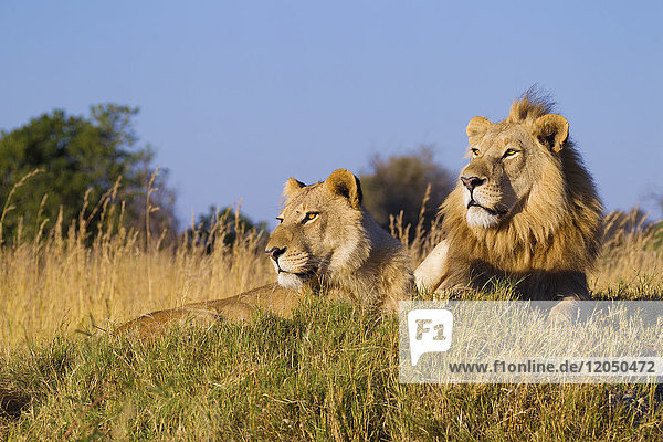 Afrikanischer Löwe und Löwin (Panthera leo) liegen zusammen im Gras und schauen in die Ferne im Okavango-Delta  Botswana  Afrika