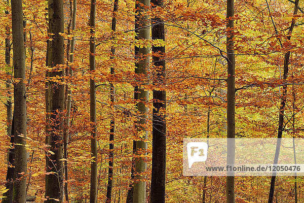 Wald in Herbstfarben in Bayern  Deutschland