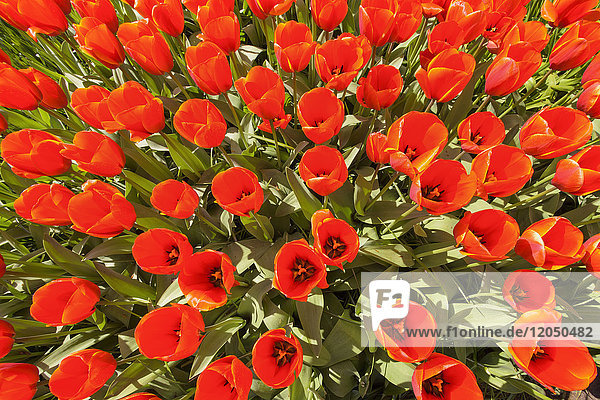 Leuchtend rote Tulpen in voller Blüte im Frühling in den Keukenhof-Gärten in Lisse  Südholland in den Niederlanden