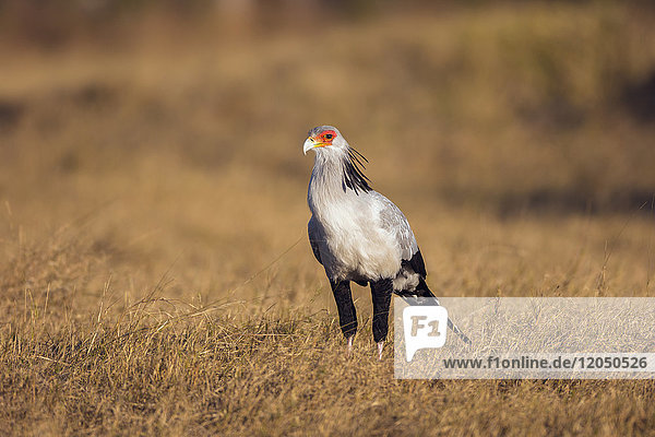 Porträt eines Sekretärvogels (Sagittarius serpentarius)  der in einem grasbewachsenen Feld im Okavango-Delta in Botswana  Afrika  steht