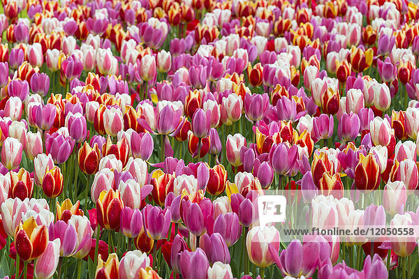 Bunte Tulpen im Frühling in den Keukenhof-Gärten in Lisse  Südholland in den Niederlanden