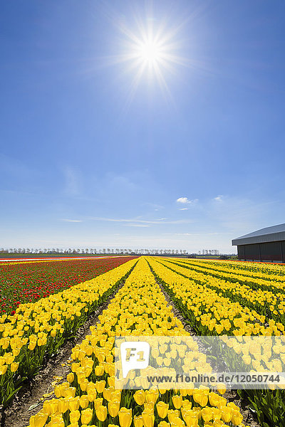 Blick über gelbe Tulpenfelder mit Sonne im Frühling  Abbenes  Nordholland  Niederlande