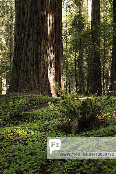 Redwood tree trunks and forest floor in Northern California  USA