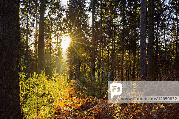 Autumn forest with morning sun shining through the trees in the Odenwald hills in Bavaria  Germany