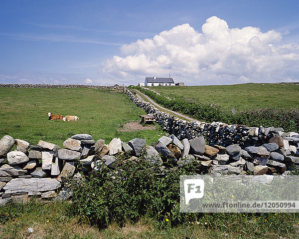 Steinmauer  Connemara  Irland