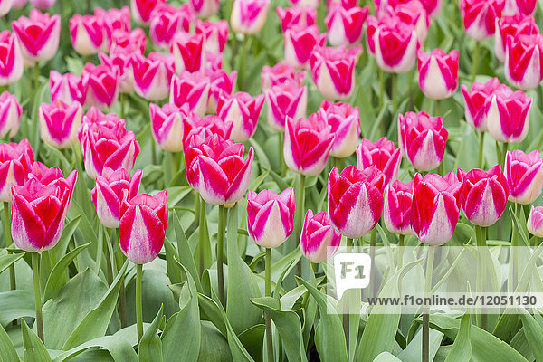 Bunte rosa Tulpen im Frühling in den Keukenhof-Gärten in Lisse  Südholland in den Niederlanden