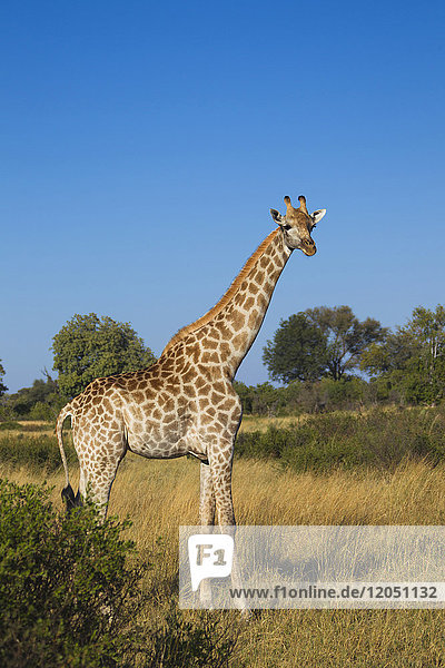Porträt einer südlichen Giraffe (Giraffa giraffa)  die in einem Feld steht und in die Kamera schaut  im Okavango-Delta  Botsuana  Afrika