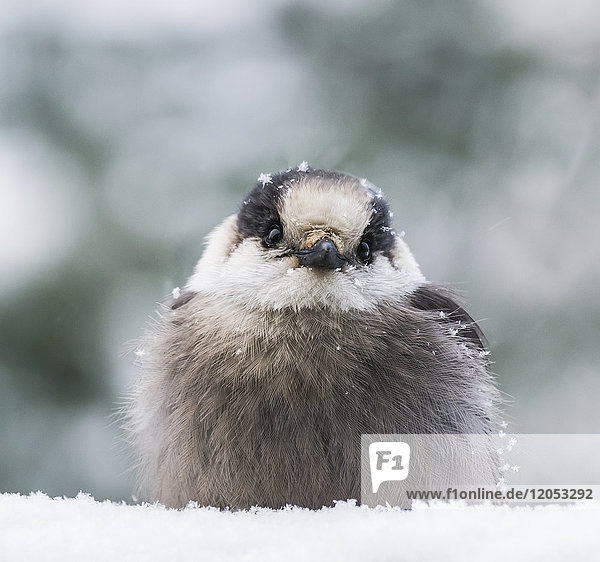 Extreme Nahaufnahme eines Grauhähers (Perisoreus canadensis) im Schnee sitzend und mit Schneeflocken bedeckt im Winter; Ontario,  Kanada