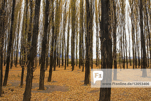Ein kleiner Wald von Alamo-Bäumen im Herbst  mit goldenen Blättern  die den Boden bedecken; Potrerillos  Mendoza  Argentinien