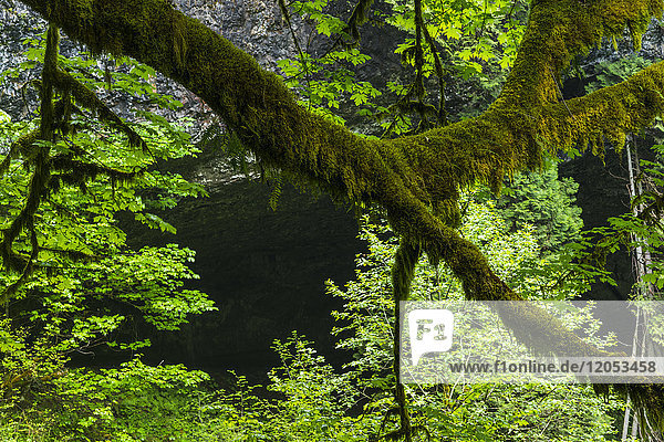 Moos wächst auf einem Ahornbaum im Silver Falls State Park; Oregon  Vereinigte Staaten von Amerika