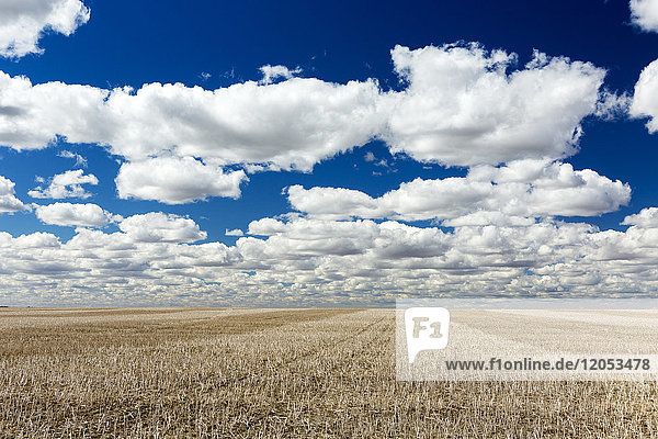 Ein geschnittenes Feld von getrockneten Rapsstoppeln mit Wolken und blauem Himmel; Blackie  Alberta  Kanada