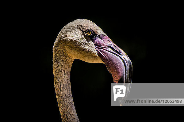 Nahaufnahme des Kopfes des Chilenischen Flamingos (Phoenicopterus Chilensis) vor einem schwarzen Hintergrund; Iguazu-Wasserfälle  Parana  Brasilien