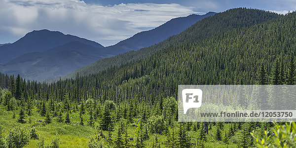 Dichter Wald bedeckt die Ausläufer und Berge mit den schroffen kanadischen Rocky Mountains  die sich in der Ferne unter einem bewölkten Himmel abzeichnen; Longview  Alberta  Kanada