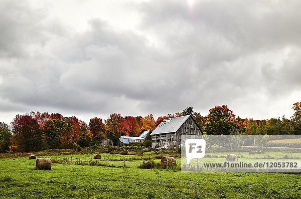 Scheune und Heuballen in einem Feld mit einem herbstlich gefärbten Wald; Dunham  Quebec  Kanada