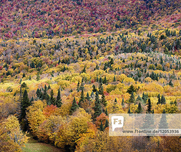 Dramatische Herbstfarben in einer bewaldeten Landschaft; Dunham  Quebec  Kanada