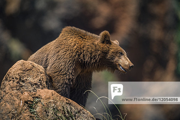 Braunbär (Ursus Arctos) auf Felsen; Cabarceno  Kantabrien  Spanien