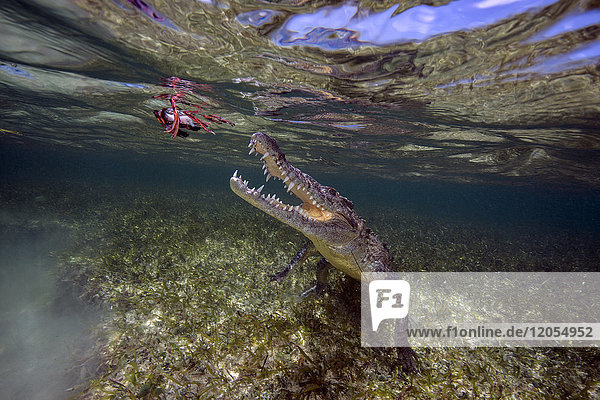 Mexico  America crocodile hunting under water