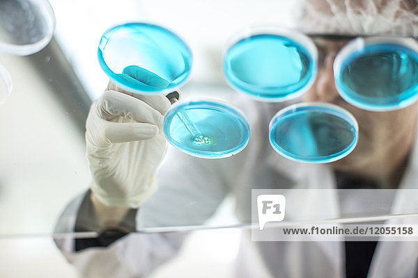 Scientist working in lab with pipet and petri dishes