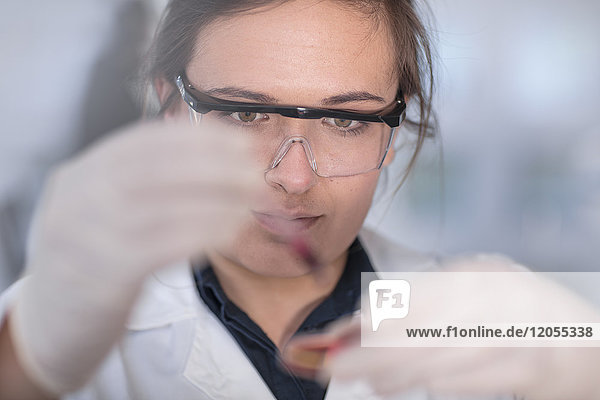 Wissenschaftler arbeitet im Labor mit einer Petrischale