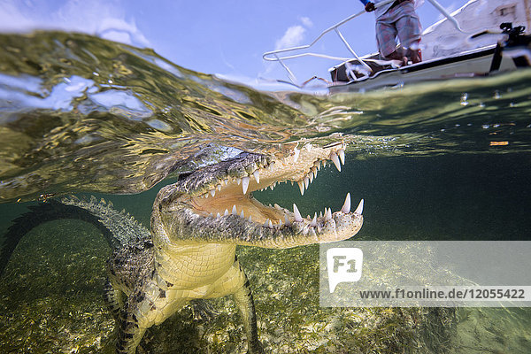 Mexiko  Amerikanisches Krokodil unter Wasser