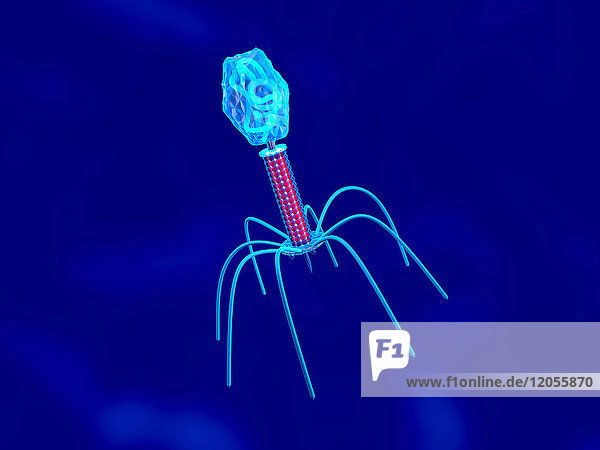 3D gerenderte Darstellung einer Konvergenz zu einem Bakteriophage