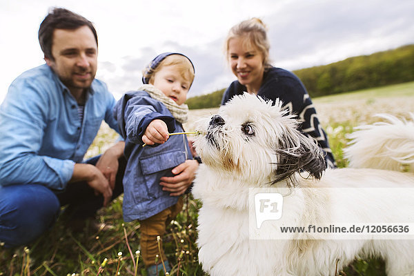 Süßer kleiner Junge mit Eltern und Hund im Löwenzahnfeld