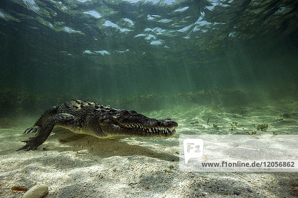 Mexico  American crocodile under water