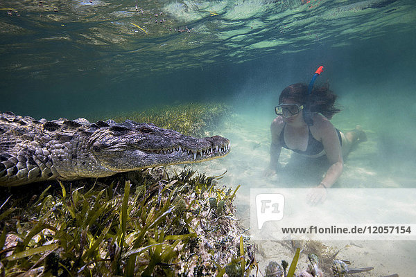 Mexico  Scuba diver watching American crocodile