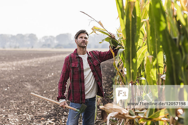 Farmer at cornfield examining maize plants