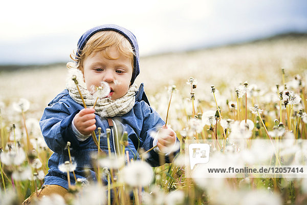 Cute little boy in meadow full of dandelions