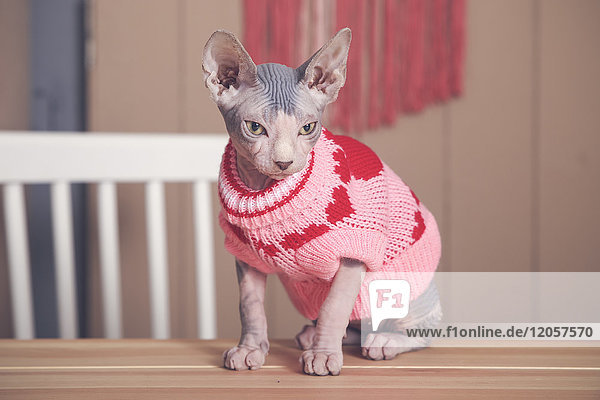 Portrait der Sphynx-Katze auf dem Tisch mit rosa Pullover
