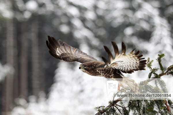 Mäusebussard  (Buteo buteo)  erwachsener Vogel auf einem Baum im Winter  fängt an zu fliegen  im Schnee  Zdarske Vrchy  Böhmisch-Mährisches Hochland  Tschechische Republik