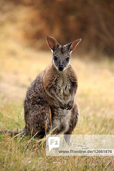 Tammar Wallaby  (Macropus eugenii)  Dama-Wallaby  erwachsen  Kangaroo Island  Südaustralien  Australien