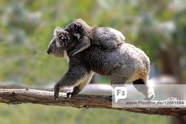 Koala  (Phascolarctos cinereus)  Mutter trägt Jungtier auf dem Rücken  Mount Lofty  Südaustralien  Australien