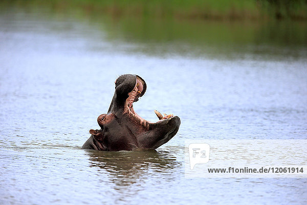 Flusspferd  (Hippopatamus amphibius)  Erwachsene im Wasser drohend  Porträt  Saint Lucia Estuary  Isimangaliso Wetland Park  Kwazulu Natal  Südafrika  Afrika