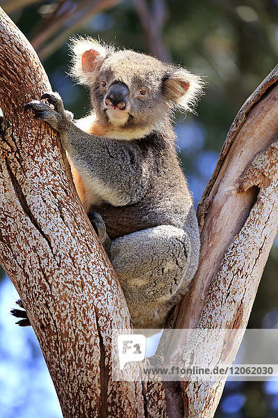 Koala  (Phascolarctos cinereus)  erwachsen auf Baum  Kangaroo Island  Südaustralien  Australien