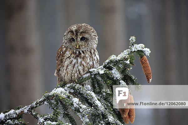 Tawny Owl  (Strix aluco)  adult on branch in winter  Zdarske Vrchy  Bohemian-Moravian Highlands  Czech Republic