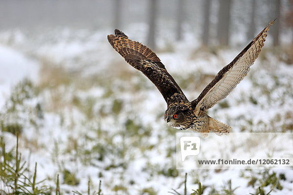 Uhu  (Bubo bubo)  adultes Tier im Winterflug  im Schnee  Zdarske Vrchy  Böhmisch-Mährisches Hochland  Tschechische Republik