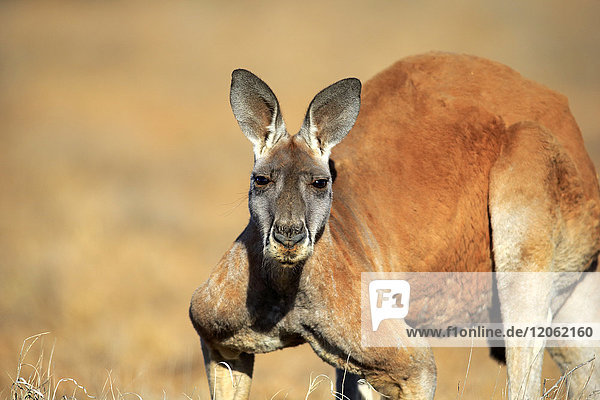 Rotes Känguru (Macropus rufus)  Porträt eines erwachsenen Männchens  Sturt Nationalpark  New South Wales  Australien