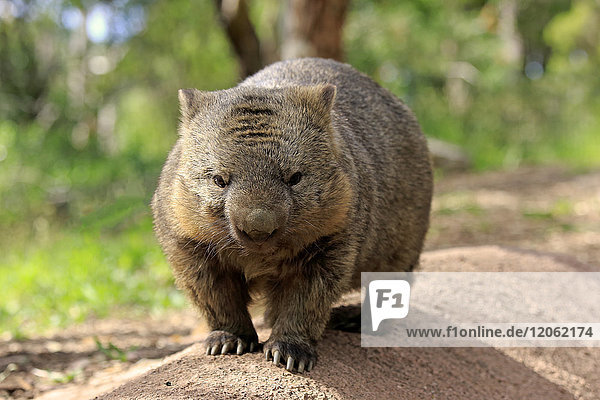 Gewöhnlicher Wombat  (Vombatus ursinus)  erwachsen  Mount Lofty  Südaustralien  Australien