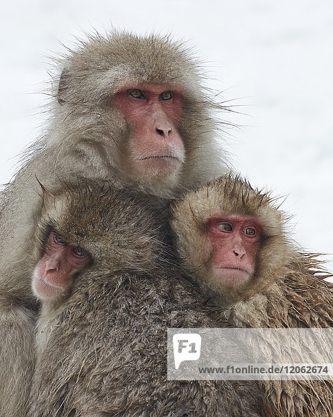 Japanischer Macaque  Macaca fuscata  Mutter und zwei Junge  die sich für Wärme im Winterschnee zusammenkauern.