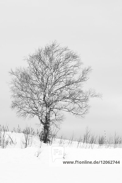 Snow-covered winter landscape with solitary tree in the mid-distance Biei.