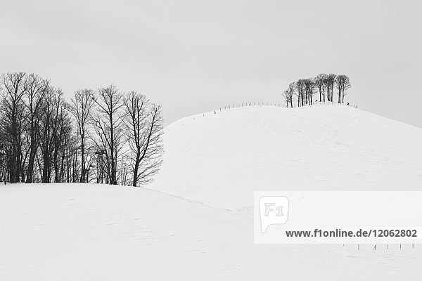 Schneebedeckte Winterlandschaft mit kleinem Gehölz auf einem entfernten Hügel.